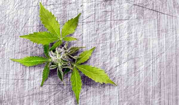 Ilustrasi Daun Ganja