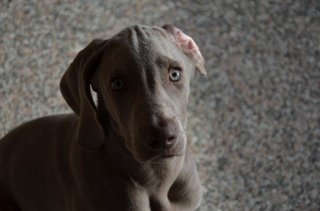 doggie 1