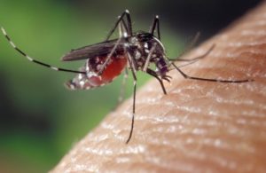 Lima kabupaten di Papua masih menjadi area endemis malaria