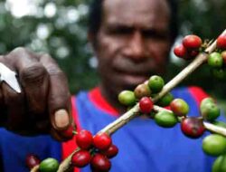 Kabupaten/Kota didorong buka areal pembibitan kopi