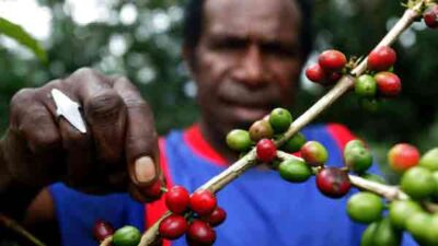 Kabupaten/Kota didorong buka areal pembibitan kopi