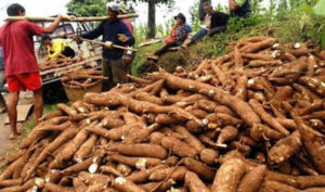 2017, Produksi pangan lokal di Maluku lampaui target