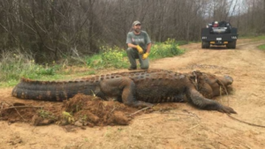 Buaya Raksasa Seberat 317 Kilogram Ditemukan Terjepit dalam Parit