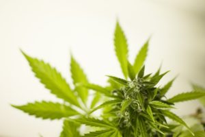 Guam Legalkan Ganja Rekreasional
