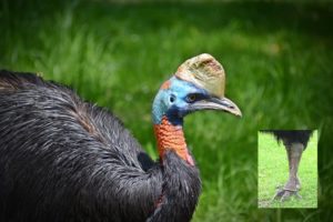 Burung Kasuari Bunuh Pemiliknya di AS