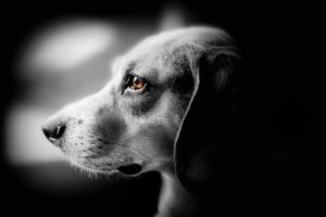 Anjing Berkaki Tiga Selamatkan Bayi Hidup yang Dikubur Ibunya