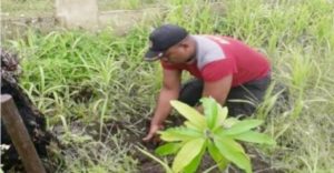 Polsek Supiori Utara Tanam Pohon Demi Masa Depan