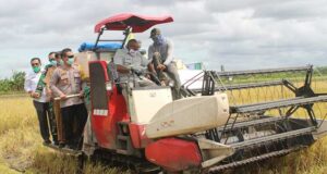 Kapolres-Forkopimda Merauke Laksanakan Panen Raya di 2 Kampung