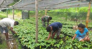 Babinsa Koramil Yapbar Dorong Tingkatkan Produksi Kakao