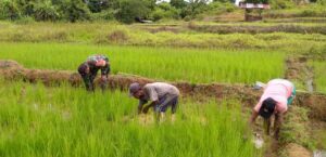 Babinsa Bantu Petani Boven Digoel Tingkatkan Swasembada Pangan