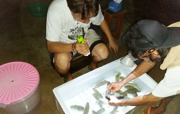 Pertaminan Pembibitan Teripang Kei2