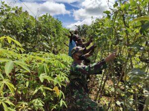Satgas Yonif PR 432 Kostrad Bersama Masyarakat Tingkatkan Ketahanan Pangan