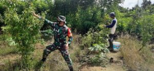 Babinsa Koramil Timika Dampingi Petani Tingkatkan Produksi Pertanian