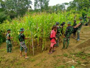 Satgas Pamtas RI-PNG Bersama Warga Kampung Monggoefi Panen Jagung