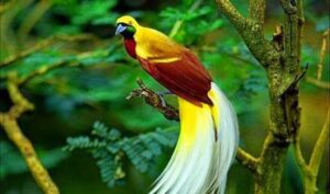 Ancaman Kepunahan Burung Cenderawasih dari Alam Papua dan Kepulauan Maluku