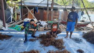 Babinsa Dukung Budidaya Rumput Laut di Kampung Sarawandori