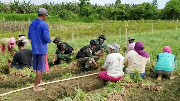 Satgas TNI Bantu Warga di Keerom Panen Bawang Merah 1,3 Ton