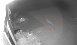 CCTV Rekam Dinosaurus Lewati Sebuah Rumah di Florida