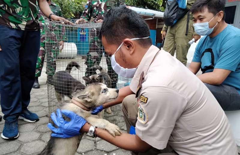 Lantamal X Jayapura Gagalkan Penyelundupan 3 Anjing Ras Husky, 4 Orang Diamankan 2 Anjing Ras Husky selundupan2