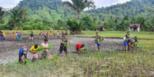 Satgas TNI di Pegubin Dukung Tingkatkan Ketahanan Pangan