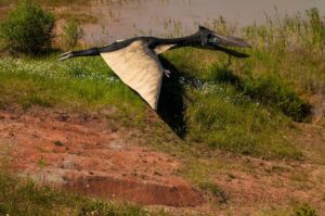 Makhluk Menakutkan ini adalah Reptil Terbang Terbesar Australia