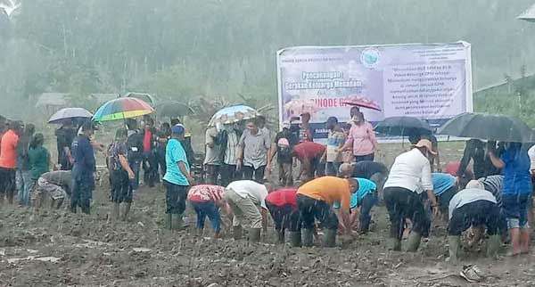 GPM Canangkan Gerakan Keluarga Menanam di Negeri Uraur