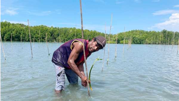 Tanam Mangrove di Sarmi