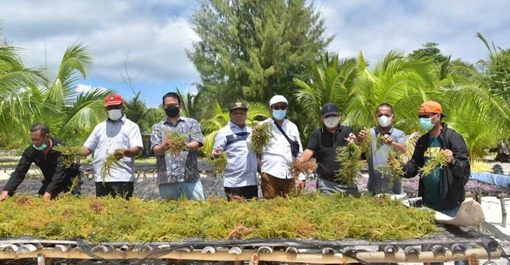 Rumput Laut Malra 1