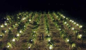 Petani Buah Naga Beralih Ke Program “Electrifying Agriculture” PLN