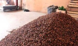 Harga Cengkih di Ambon Turun