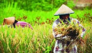 Nilai Tukar Petani Maluku Pada September Turun 0,30 Persen