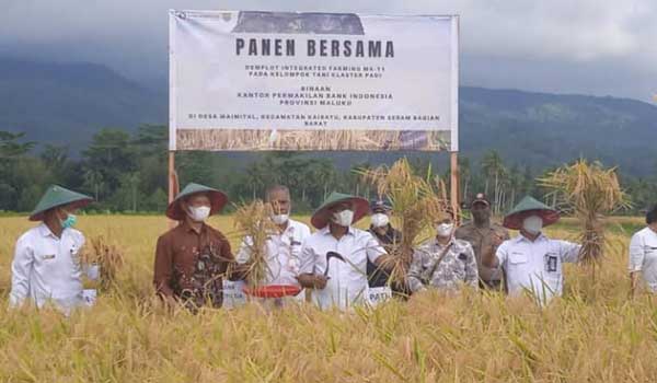 panen padi sbb