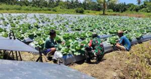 Aparat TNI di Mimika Rutin Dampingi Petani Kelola Lahan