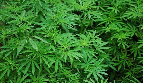 Keberadaan Ladang Ganja di Jayawijaya Masih Didalami Polisi