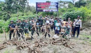 Satgas TNI Bersama Warga Panen Raya Singkong di Batas Negara