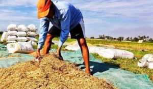 Produksi Padi di Maluku Sepanjang Tahun 2021 Capai 115 Ribu Ton