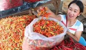 Harga Cabai Merah di Ambon Bergerak Naik Akibat Dampak Cuaca Ekstrem