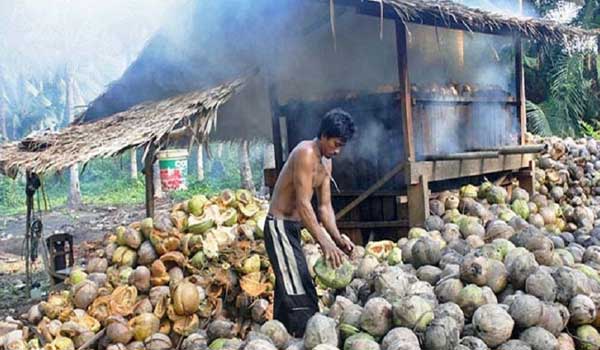 petani kopra