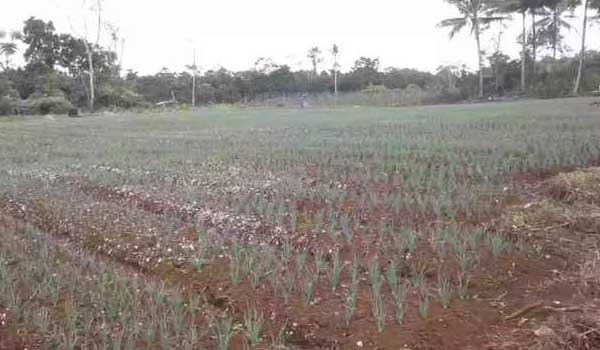 uji coba pengembangan hortikultura