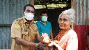 Peternak OAP di Biak Terima Bantuan 400 Ekor Ayam Petelur