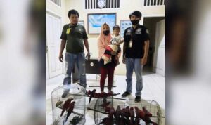 30 Ekor Nuri Tanimbar Diamankan Polisi Hutan Saumlaki