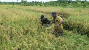 Februari 2022, Nilai Tukar Petani Papua Naik 0,62 Persen