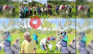 Poktan Tanjung Hijau Desa Biloro Panen Perdana Kacang Hijau
