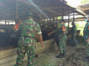 Babinsa 1710-03/KK Kunjungi Peternak Sapi di Timika