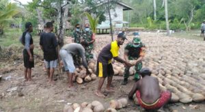 Babinsa Koramil Kokonao Bantu Warga Siapkan Pembibitan Kelapa