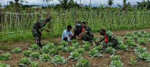 Babinsa Koramil Muara Tami Dukung Petani Tingkatkan Hasil Produksi Sayuran