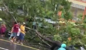 Empat Warga Terluka Karena Tertimpa Pohon Tumbang di Ambon