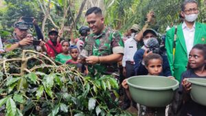 Panen Raya Hipere dan Kopi Wamena Binaan Babinsa Kodim 1702/Jayawijaya