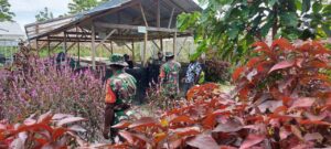 Babinsa Kuala Kencana Kunjungi Petani Hidroponik di TSM Mile 32 Timika
