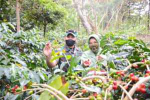 Kunker ke Wamena, Pangdam Cenderawasih Tinjau Kebun Kopi di Kampung Yagara